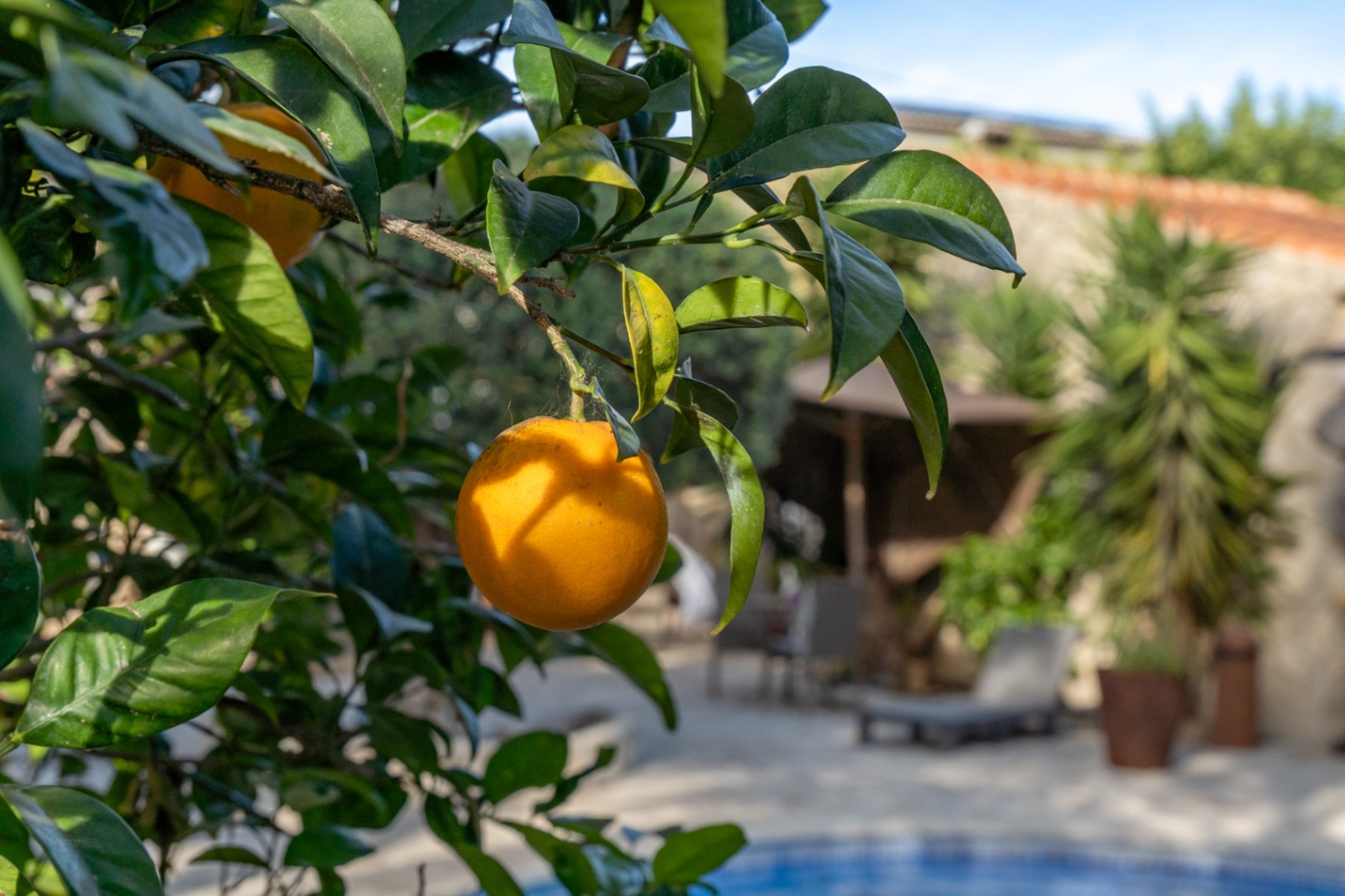 Gros plan d'un oranger dans les jardins, offrant une vue sur la piscine et la terrasse ensoleillée aux accents méditerranéens.