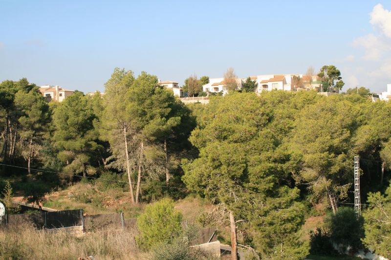 Vue surélevée d'un terrain en pente avec des pins matures et une végétation méditerranéenne, surplombant des villas résidentielles à l'horizon.