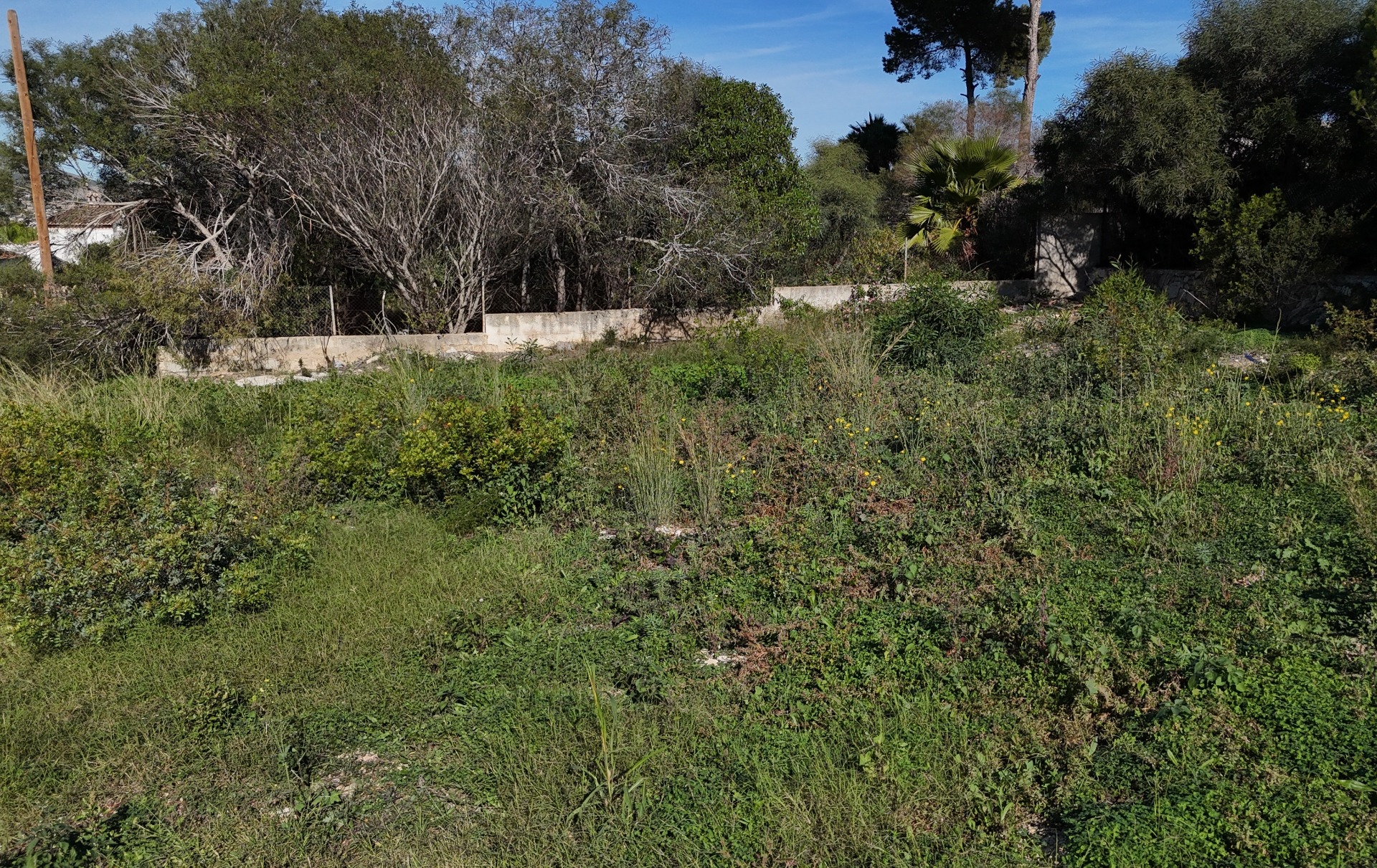 Vue du terrain plat de 889 m² à Pinosol, présentant la végétation naturelle et le mur d'enceinte en béton sous un ciel dégagé.